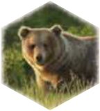 Медведь гризли